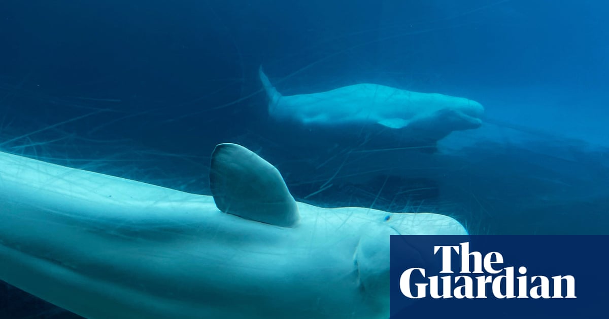 Whales Win Reprieve