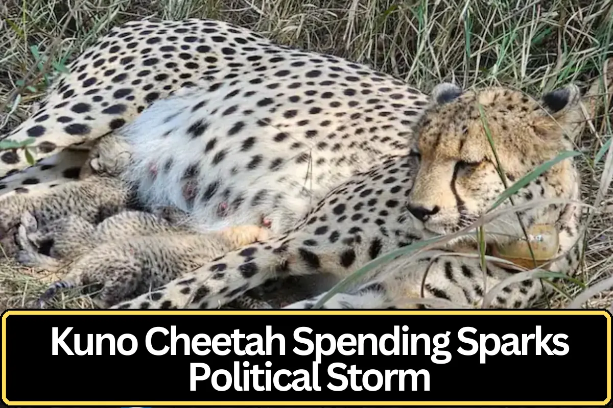 Rs 35,000 a Day for Cheetah Meals? Political Storm Erupts Over Kuno Park Spending
