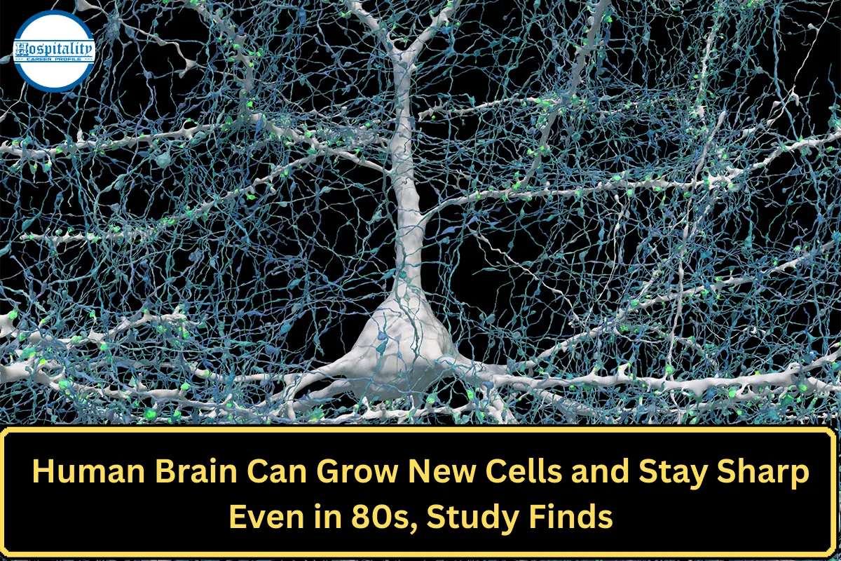 Human Brain Can Grow New Cells and Stay Sharp Even in 80s, Study Finds