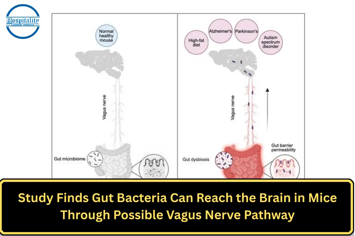 Study Finds Gut Bacteria Can Reach the Brain in Mice Through Possible Vagus Nerve Pathway