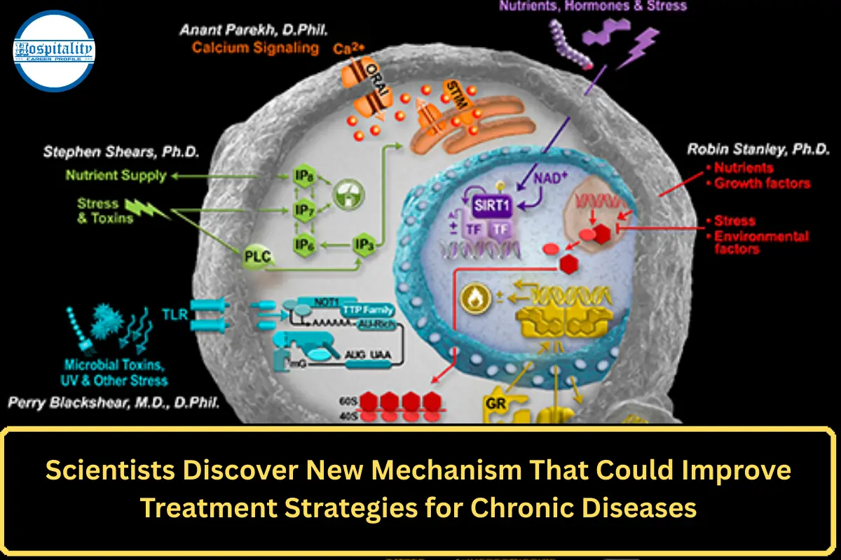 Scientists Discover New Mechanism That Could Improve Treatment Strategies for Chronic Diseases