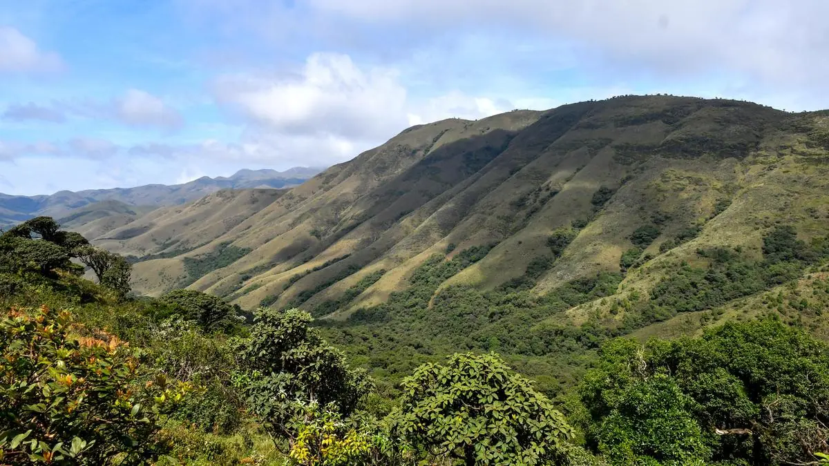 International Day of Forests 2026 Highlights Economic Importance of Forest Ecosystems and Climate Change