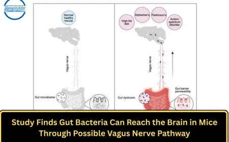 Study Finds Gut Bacteria Can Reach the Brain in Mice Through Possible Vagus Nerve Pathway