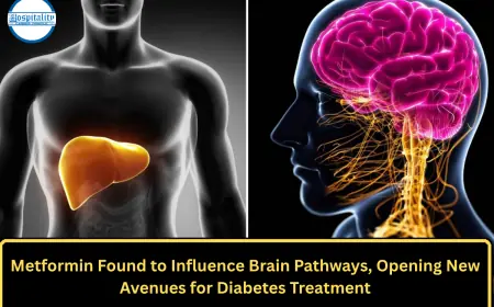 Metformin Found to Influence Brain Pathways, Opening New Avenues for Diabetes Treatment
