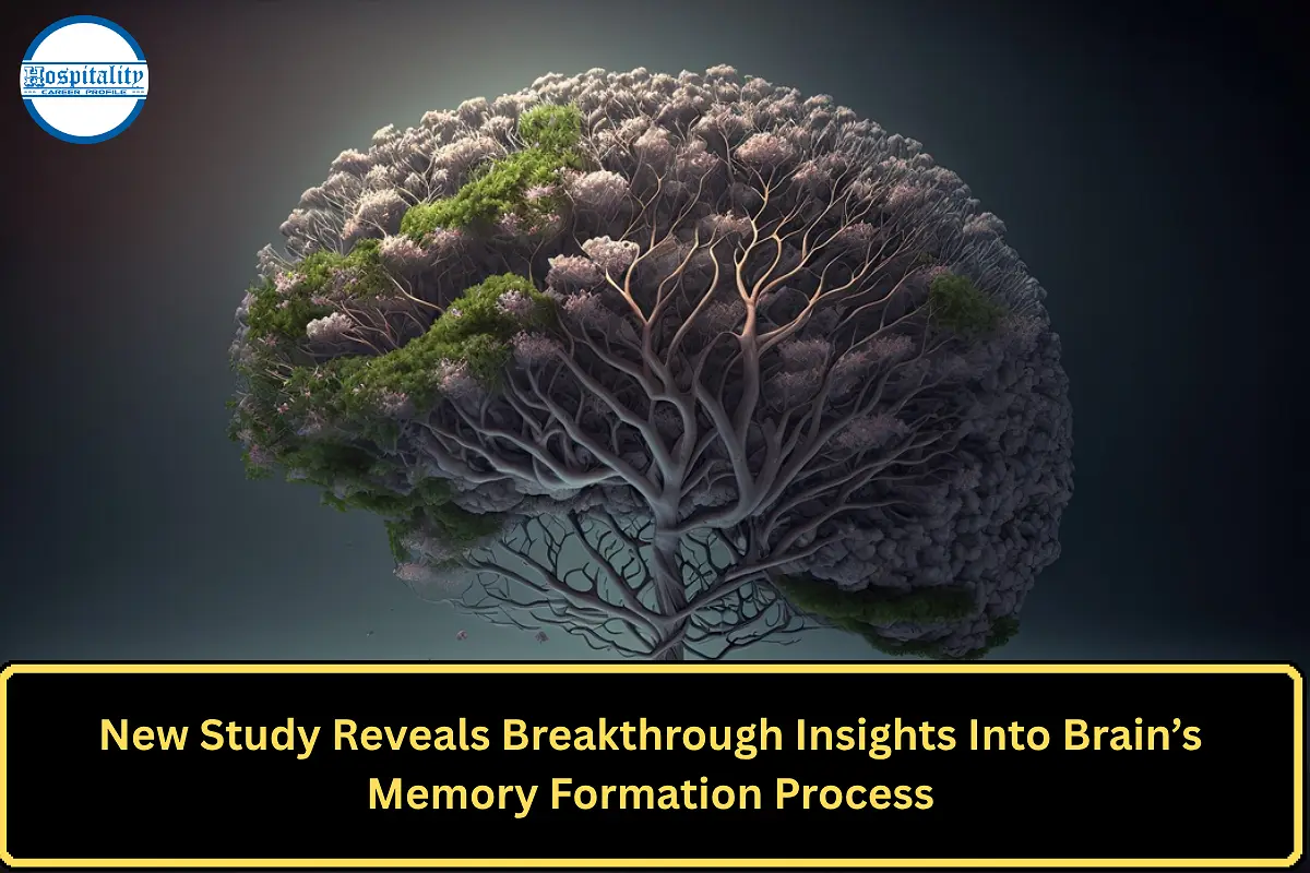 New Study Reveals Breakthrough Insights Into Brain’s Memory Formation Process