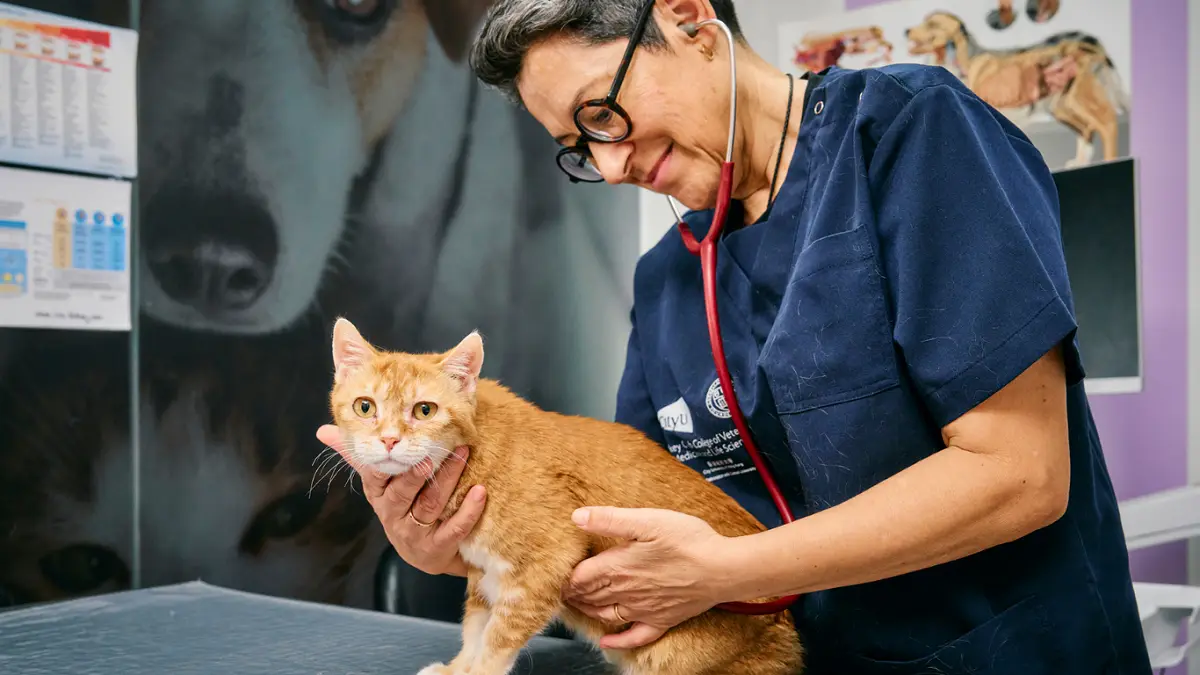 CityUHK Advances Cancer Research Linking Cats and Humans Under One Health