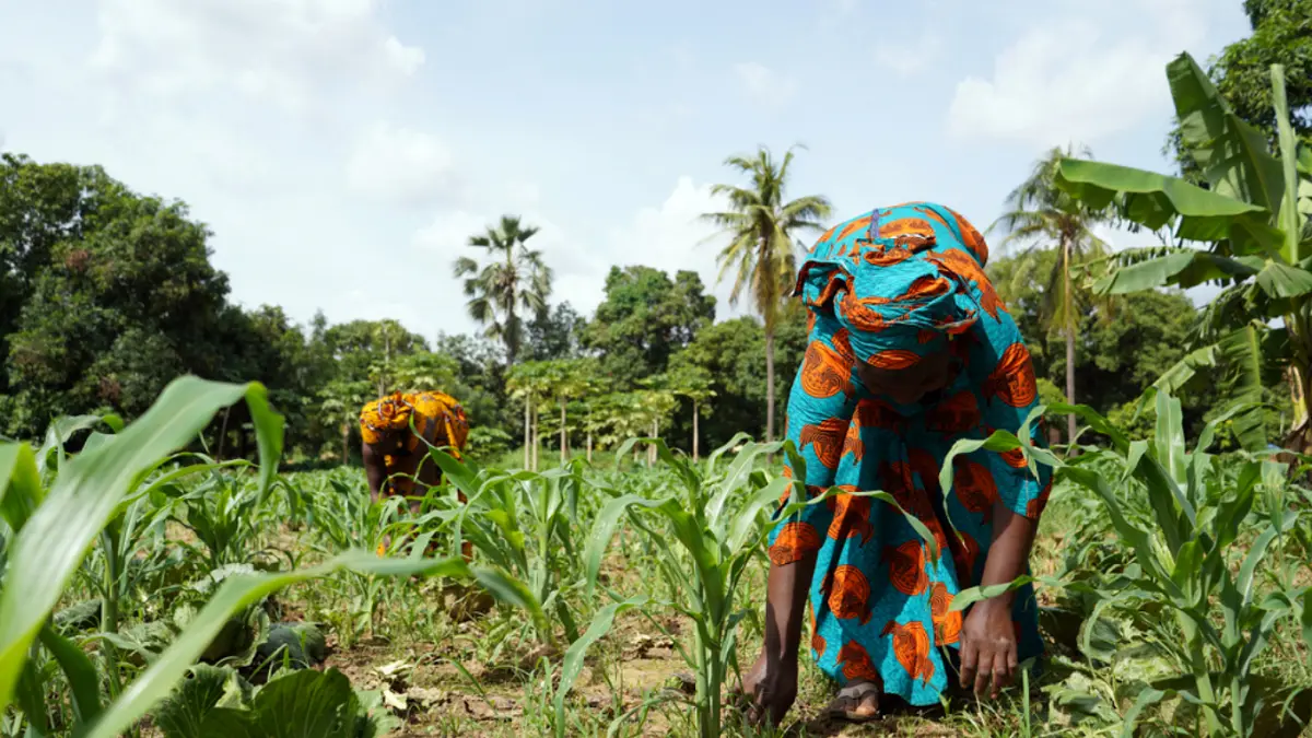 Adaptation Finance Gap Hits $387B as New Playbook Targets Scale