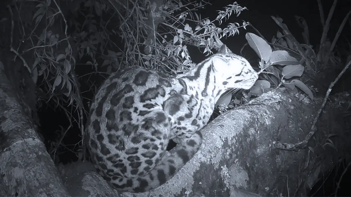 Cloud Forest Mammals Share Tree Latrines in Costa Rica Study