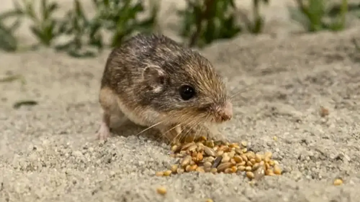 Pacific Pocket Mouse Study Finds Climate Adaptation Genes in California