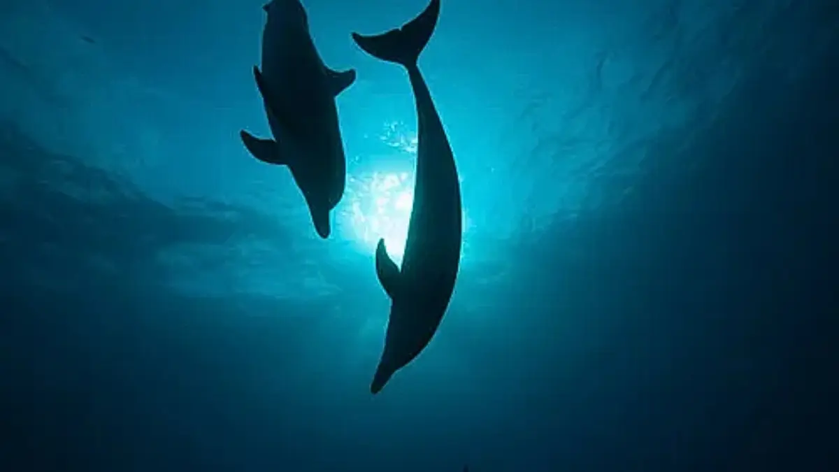 PFAS Found in Dolphin Milk Linked to Calf Exposure Study
