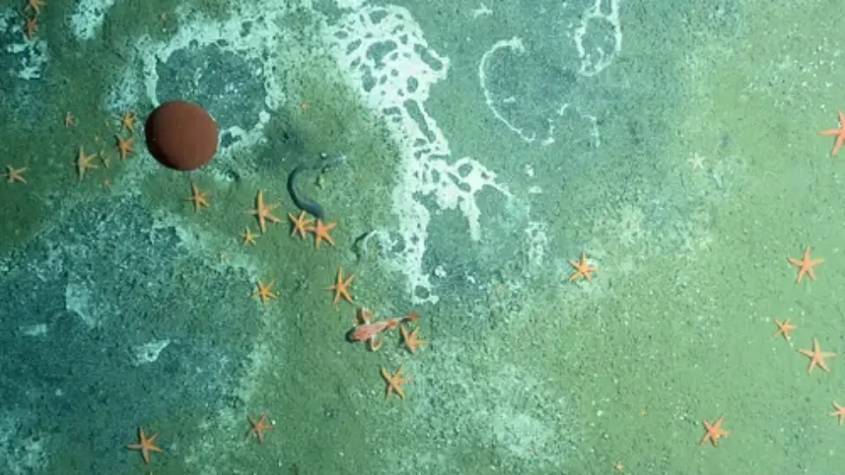 Tectonic Pump Brings Ancient Microbes to Seafloor in Subduction Zones