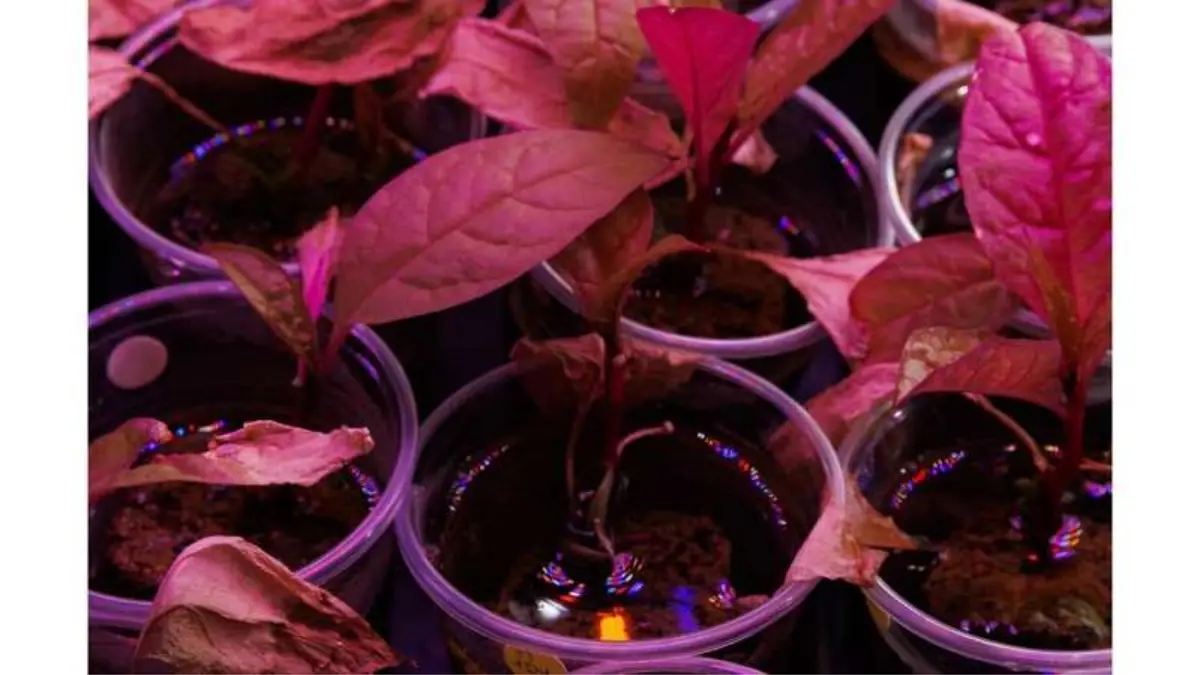 Plant Technique Enables Rare-Earth Extraction Without Damage