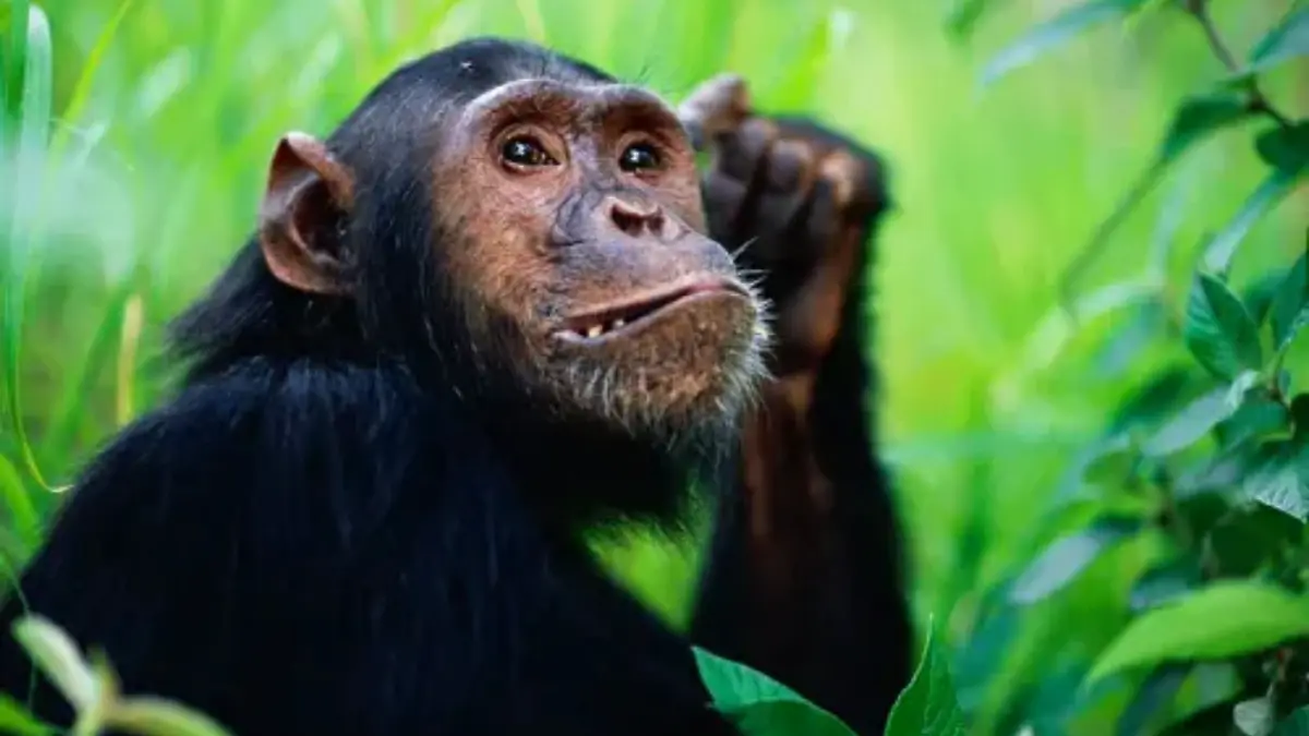 Chimpanzee Group Turns Violent in Uganda, 28 Killed After Split