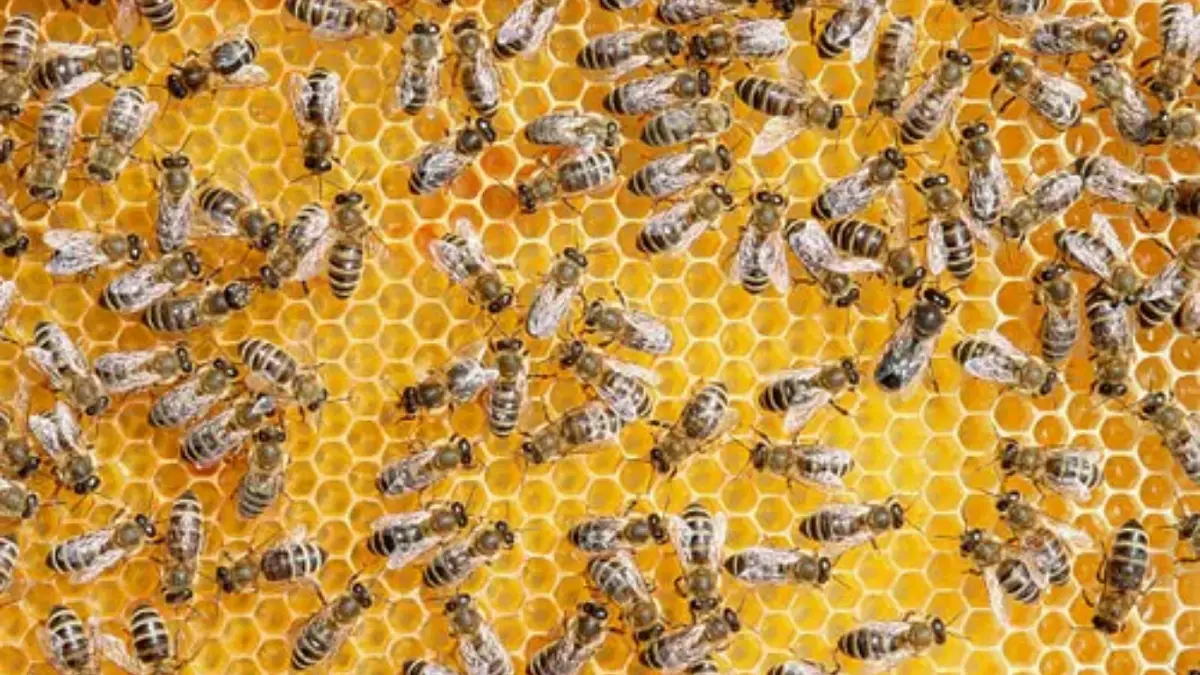 Shocking Bug Questions Answered Reveal Hidden Truths About Insects
