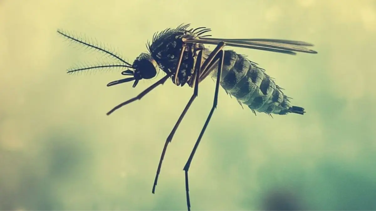 Max Healthcare Dengue Research Initiative: Global Breakthrough