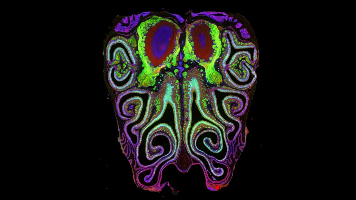 Shocking Hidden Map of Smell Revealed by Scientists Breakthrough