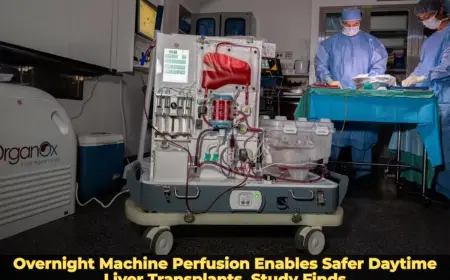 Overnight Machine Perfusion Enables Safer Daytime Liver Transplants, Study Finds