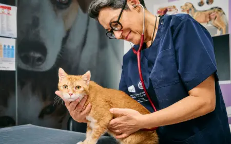 CityUHK Advances Cancer Research Linking Cats and Humans Under One Health