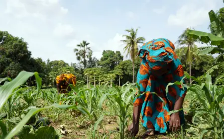 Adaptation Finance Gap Hits $387B as New Playbook Targets Scale
