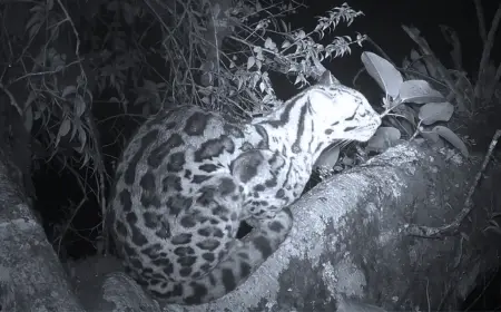 Cloud Forest Mammals Share Tree Latrines in Costa Rica Study
