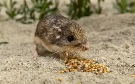 Pacific Pocket Mouse Study Finds Climate Adaptation Genes in California