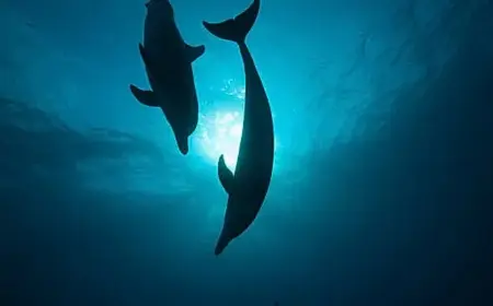 PFAS Found in Dolphin Milk Linked to Calf Exposure Study