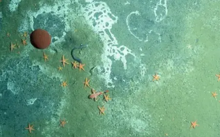 Tectonic Pump Brings Ancient Microbes to Seafloor in Subduction Zones