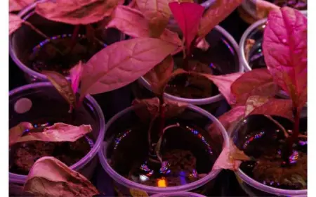 Plant Technique Enables Rare-Earth Extraction Without Damage