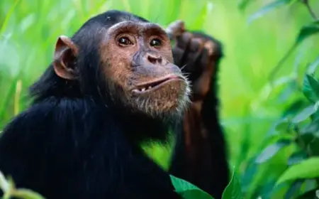 Chimpanzee Group Turns Violent in Uganda, 28 Killed After Split