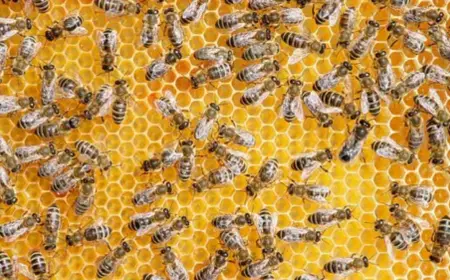 Shocking Bug Questions Answered Reveal Hidden Truths About Insects