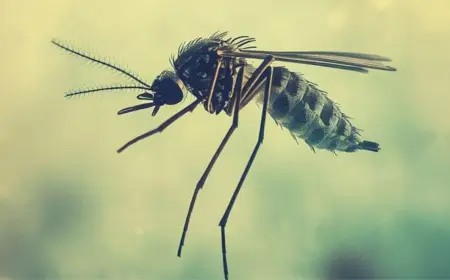 Max Healthcare Dengue Research Initiative: Global Breakthrough