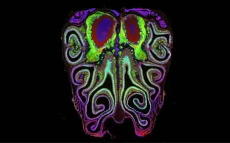 Shocking Hidden Map of Smell Revealed by Scientists Breakthrough
